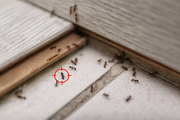 Reliable Austintown, OH Pest Control Solutions