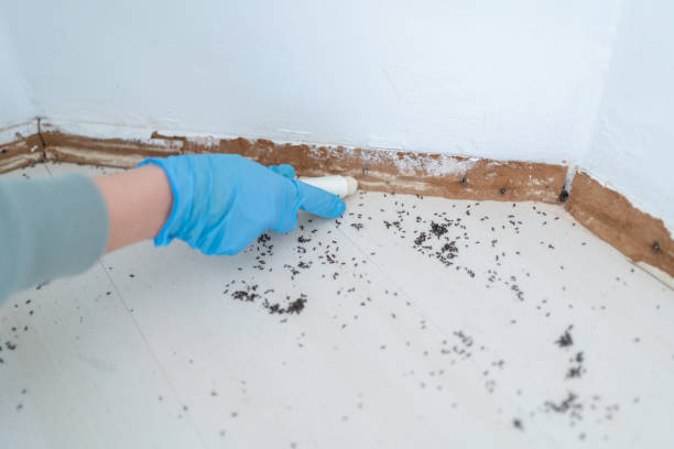 Best Affordable Pest Control Services  in Austintown, OH
